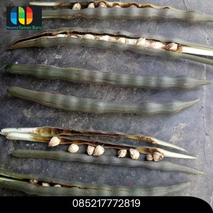 Bibit pohon moringa / pohon kelor afrika