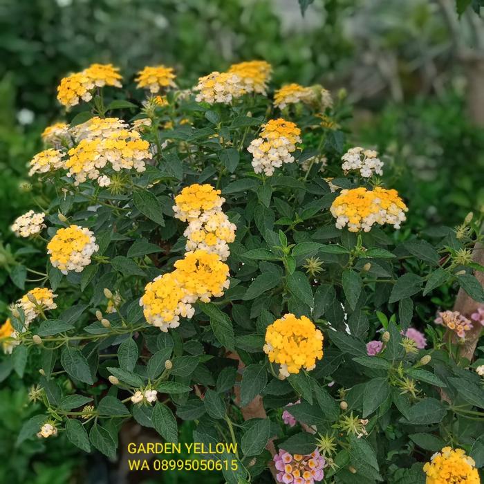 BARANG TERLARIS TANAMAN HIAS BONSAI BUNGA LANTANA 5 WARNA TINGGI 1,5 METER PACKING AMAN