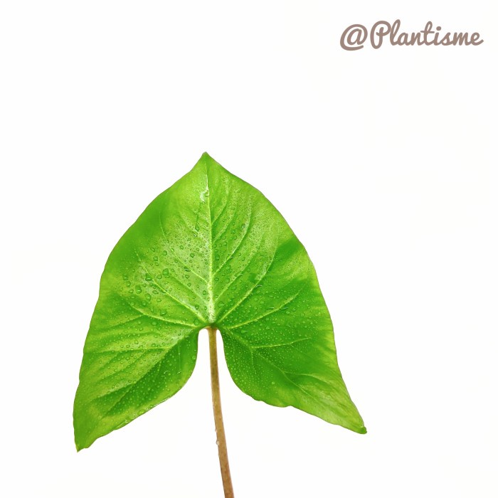 KUYY ALOCASIA AVATAR CRYTOSPERMA MERKUSII - TANAM STINGRAY MONSTERA GIANT COD