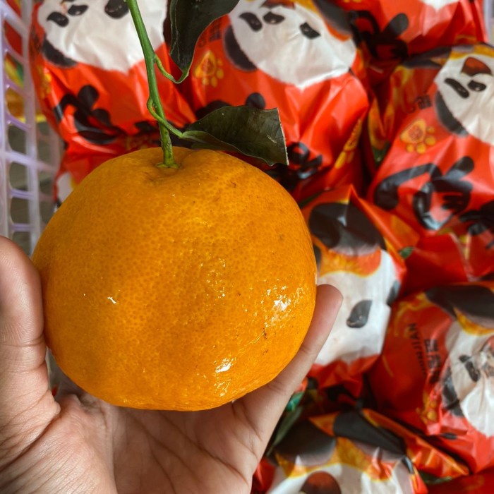 

Lezat- jeruk dekoponbuah jerukbuah segar bandungbuah segar