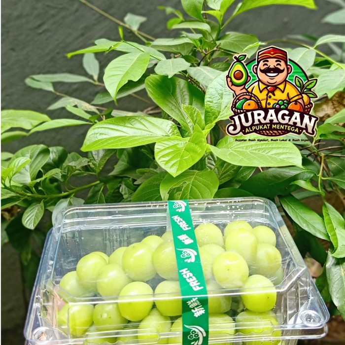 

Lezat- Anggur Green Seedless Fresh Buah Anggur Hijau Tanpa Biji
