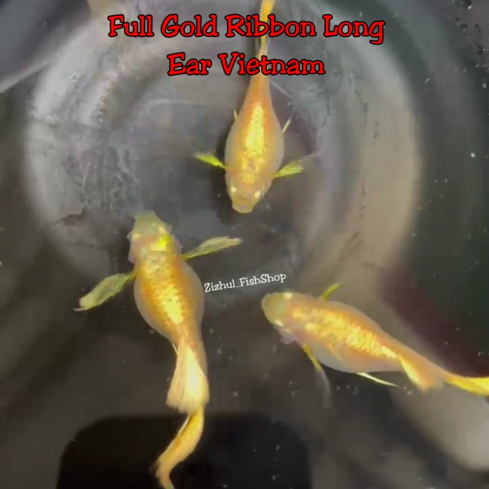 Guppy Full Gold Ribbon Vietnam / Ear Gold / Long Ear