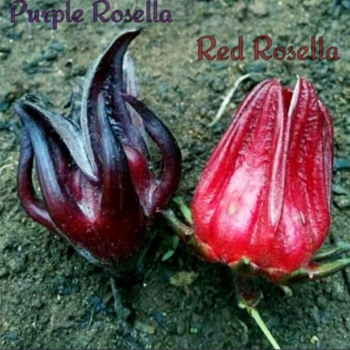 

BEST !! PURPLE ROSELLA FLOWER INFUSED TEA / TEH BUNGA ROSELLA UNGU
