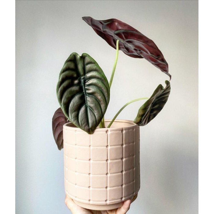 BEST ALOCASIA CUPREA HITAM / KELADI TENGKORAK UKURAN ANAKAN