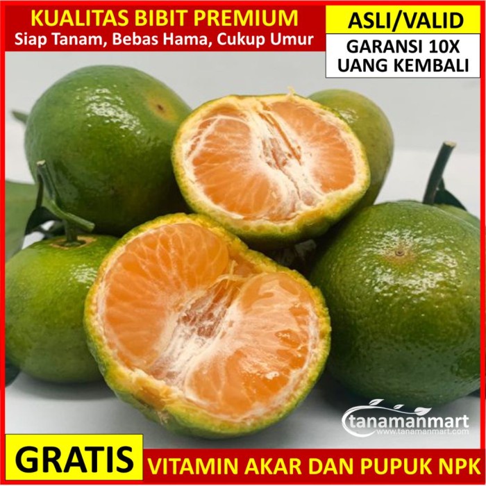 murah- Bibit Jeruk Santang Madu Hijau Asli Bergaransi, Pohon Santang Unggul