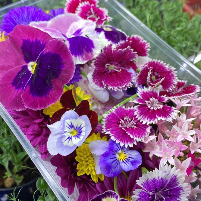 

Mix Edible Flowers Fresh 30 pcs