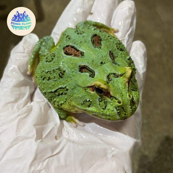 Ready pacman frog green juvenille
