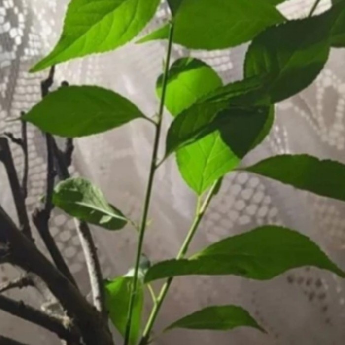 Terlaris- Tanaman Hias Paket 9 Tanaman Bougenville Macam Jenis Bunganya