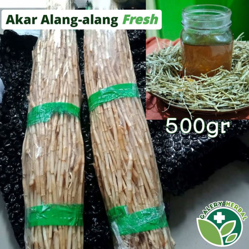 

FRESH Akar Alang-alang Fresh Bersih 500gr / Akar ilalang Herbal Fresh