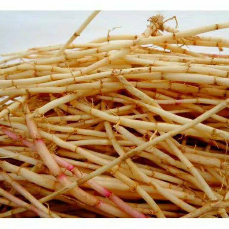 

FRESH New Promo Akar alang alang 1kg segar ilalang alangalang baru dicabut dari tanah