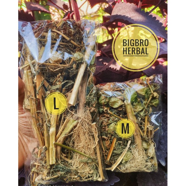 

FRESH Ciplukan Kering kualitas terbaik daun akar buah cecendet kering