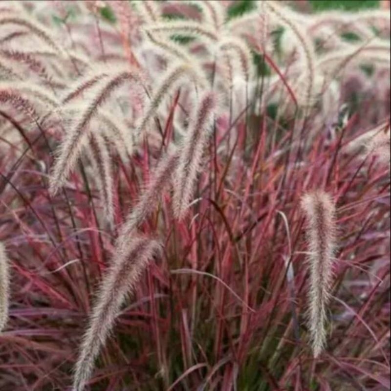 

FRESH Tanaman hias alang alang ekor kuda merah