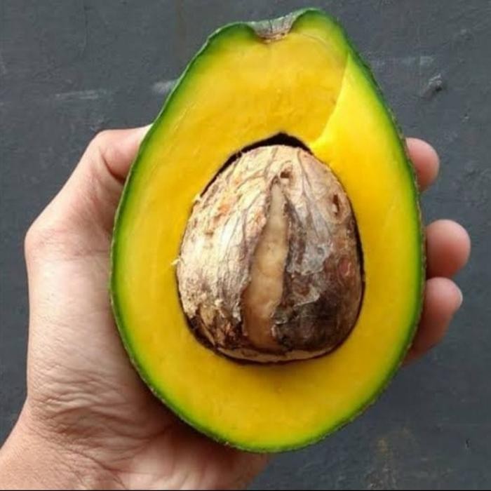 

BisaInstan- Buah Alpukat Mentega - 1 Kg