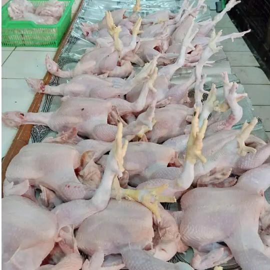 

Kirim,HariYgSama- ayam negeri 1.5 kg