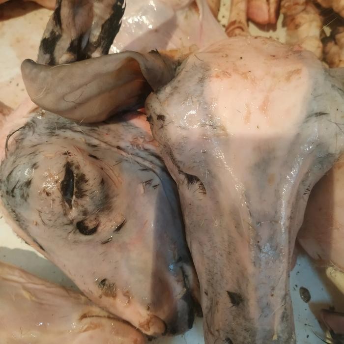 

Kirim,HariYgSama- kepala kambing bersih - 1 kepala