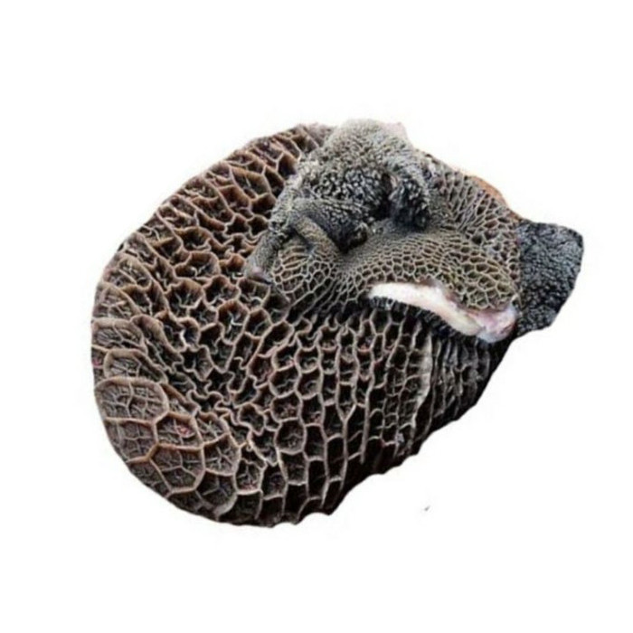 

Kirim,HariYgSama- Babat Sapi / Jeroan Sapi / babat hitam 1kg Frozen(Mentah)