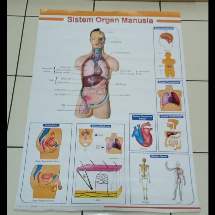 

ready stok poster sistem organ manusia original