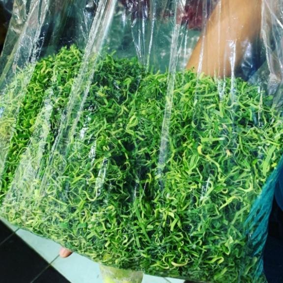 

NewZbgt- pandan tabur