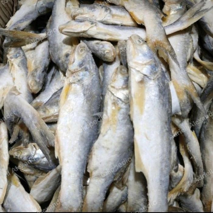 

NewZbgt- Ikan Senangin/Sinangin Kuro kecil