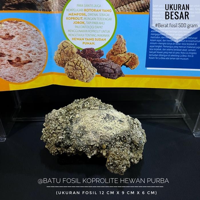 BERMUTU Bongkahan Fosil Koprolit Hewan Purba C13 atau Fosil Jejak Mamalia Purba atau Fosil Sisa