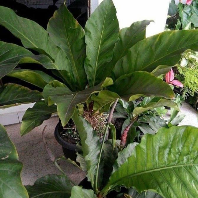 Tanaman hias Anthurium hokeri garuda besar