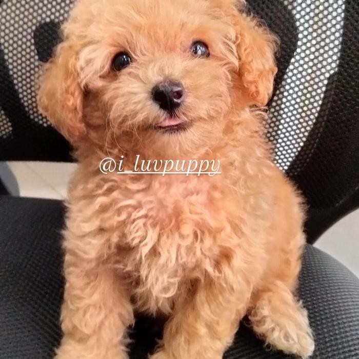anjing red toy poodle jantan terbaru