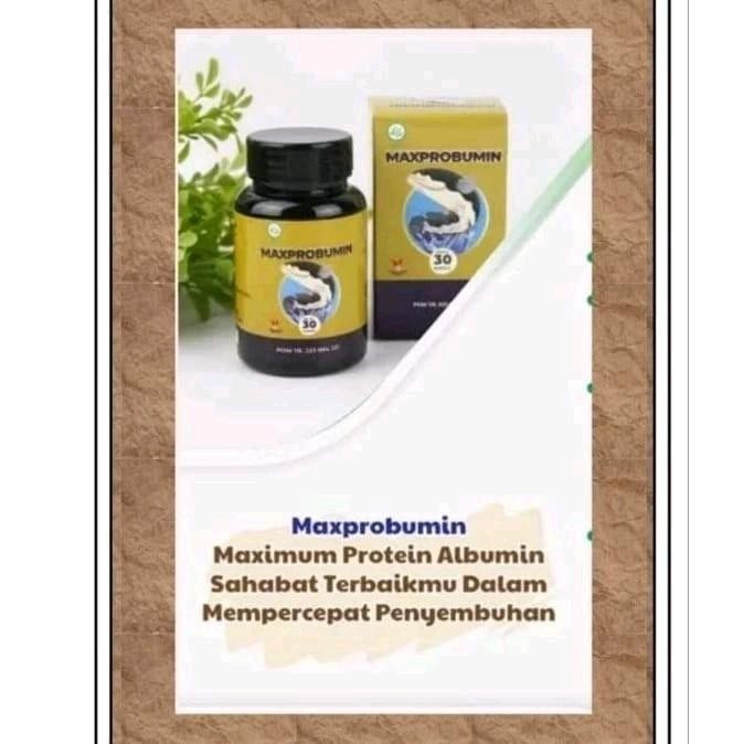 CUCI GUDANG Maxprobumin Obat Herbal Ekstrak Ikan Gabus 500mg BPOM Resmi kapsul ikan gabus ori ZY838