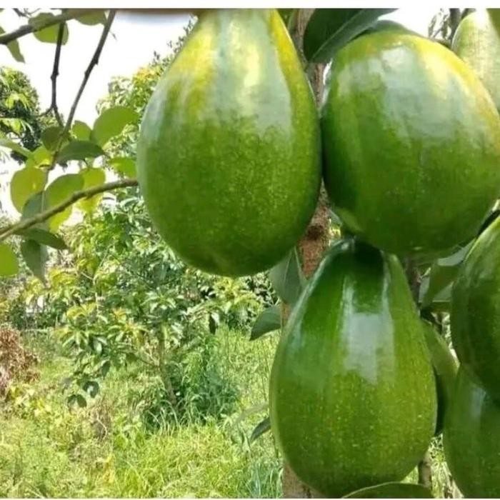 New Benih alpukat ( bbt alpukat )