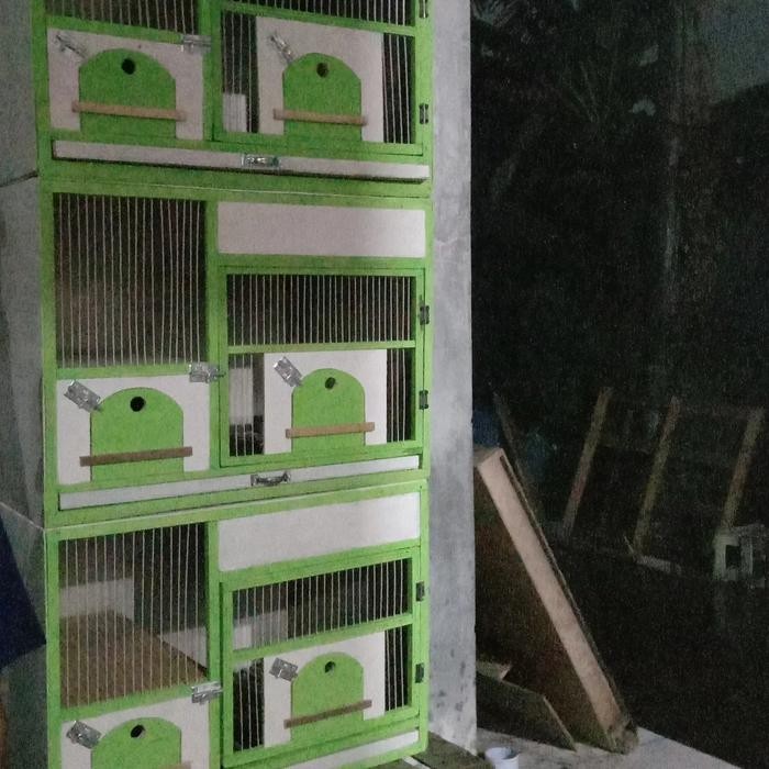kandang macan merpati terbaru