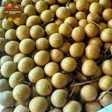 

InstanTanyadulu- KELENGKENG MANIS, FRESH, (0.5 KG)