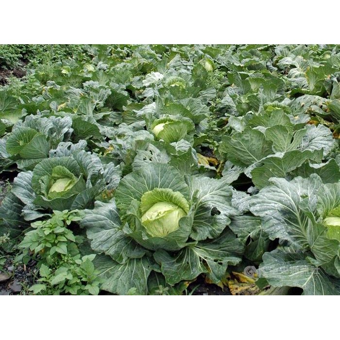 Thinkerbelllll Benih Bibit Daun Kol/Kubis Grand 22 - Bisi - 200 Butir