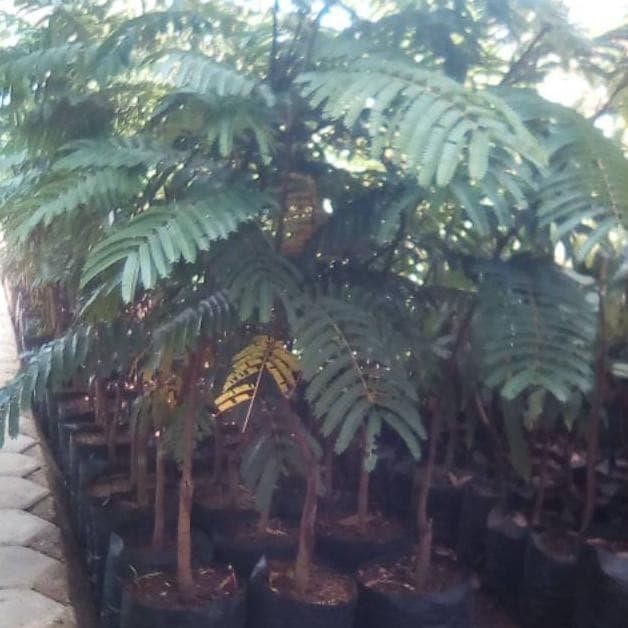 

Bibit pete super okulasi tinggi 1 meter // bibit petai // pete *