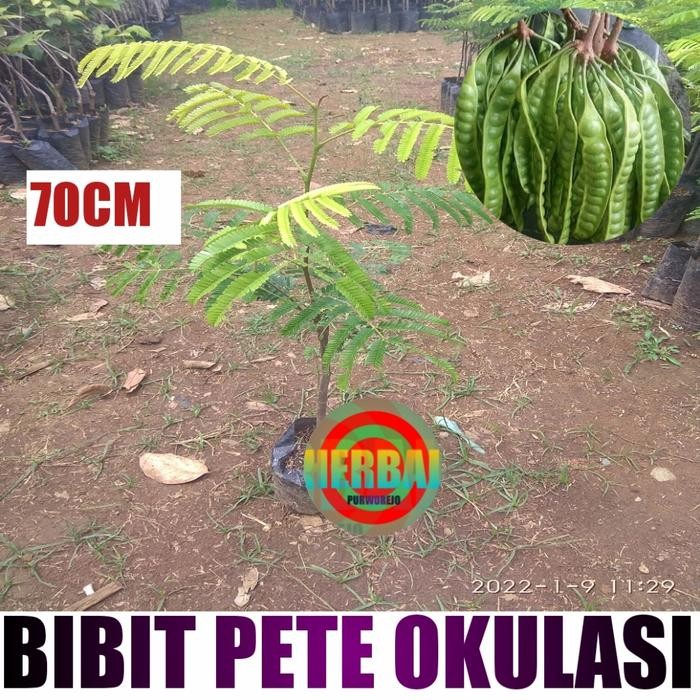 

SESUAI FOTO DAN VIDEO // BIBIT PETAI SUPER OKULASI 70CM // BIBIT PETE *