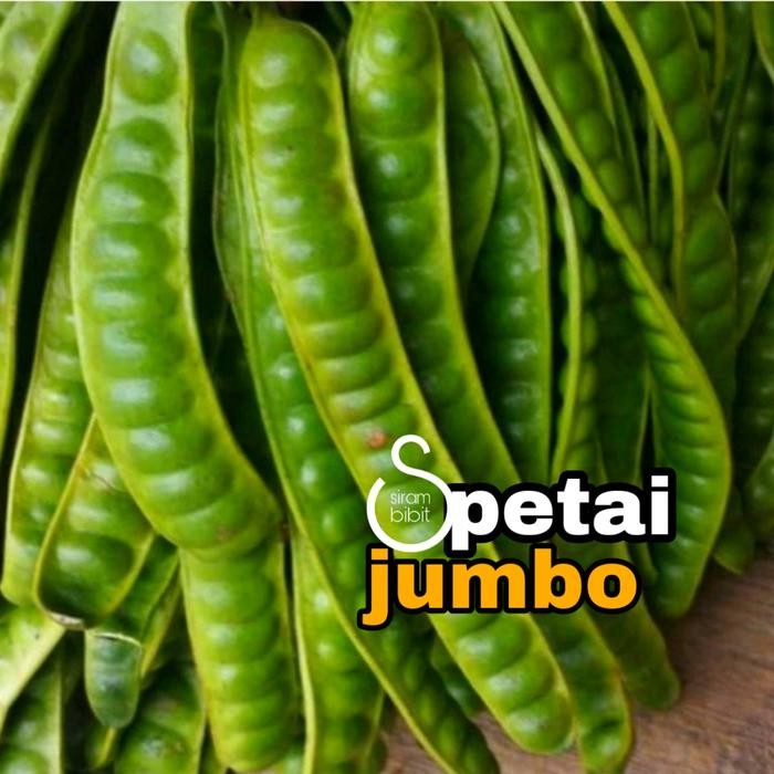 

bibit petai jumbo okulasi cepat beuah *