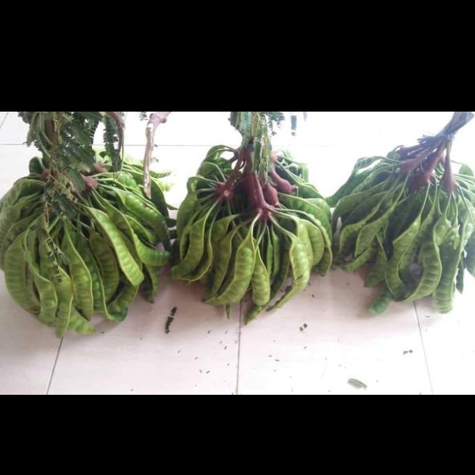 

Petai/ Pete lalapan segar termurah *