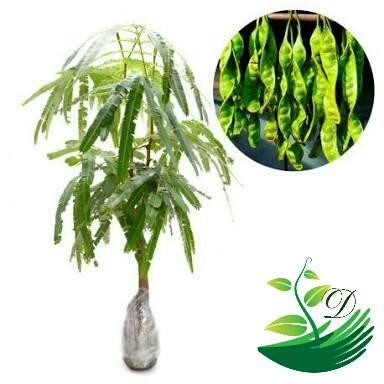 

Bibit Tanaman Petai 60 cm *