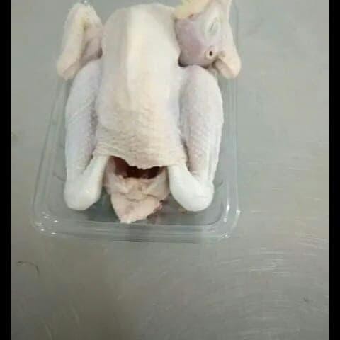 

BeliSkrg,KirimHariini- ayam pejantan