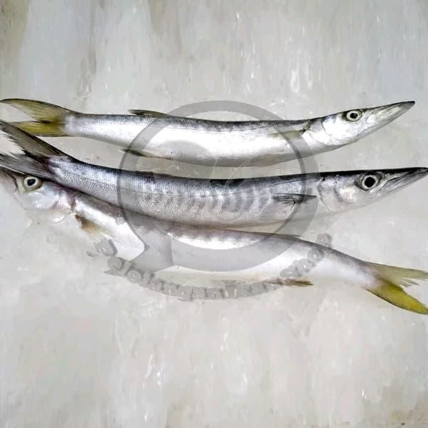 

PastikanDikirimLgsg- Jual Ikan Alu-Alu Barakuda segar per kg
