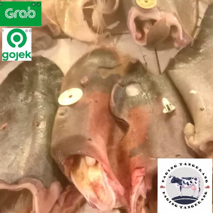 

PastikanDikirimLgsg- telinga / kuping sapi