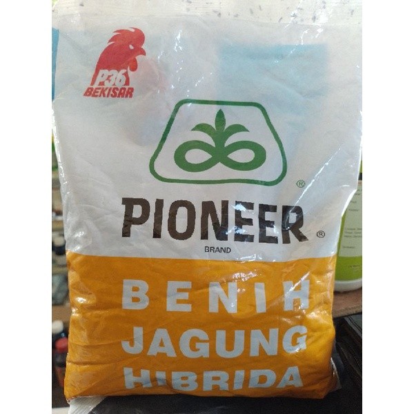 Benih jagung hibrida Pioneer P36 Bekisar kemasan 1kg