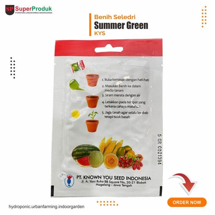 Evergreeeen Benih Seledri Summer Green Known You Seed