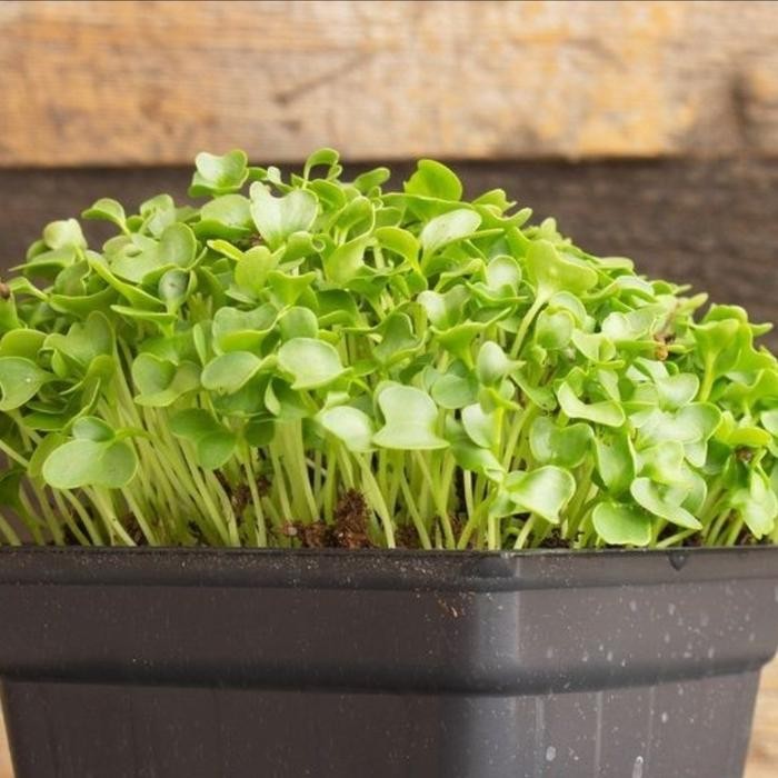 Evergreeeen Benih Sayur Microgreen Kale - Kale Microgreen