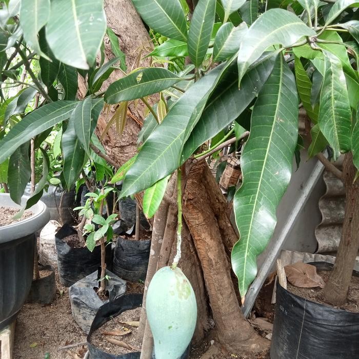 Evergreeeen Bibit Pohon Mangga Manalagi Super Sudah Berbuah