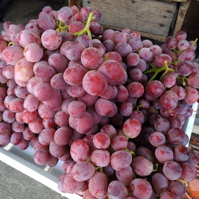 

Terlaris Anggur Merah Import Terbaru