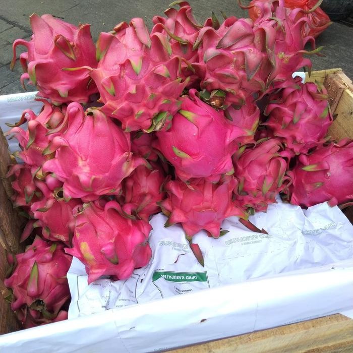 

Promo Buah Naga Merah Terbaik