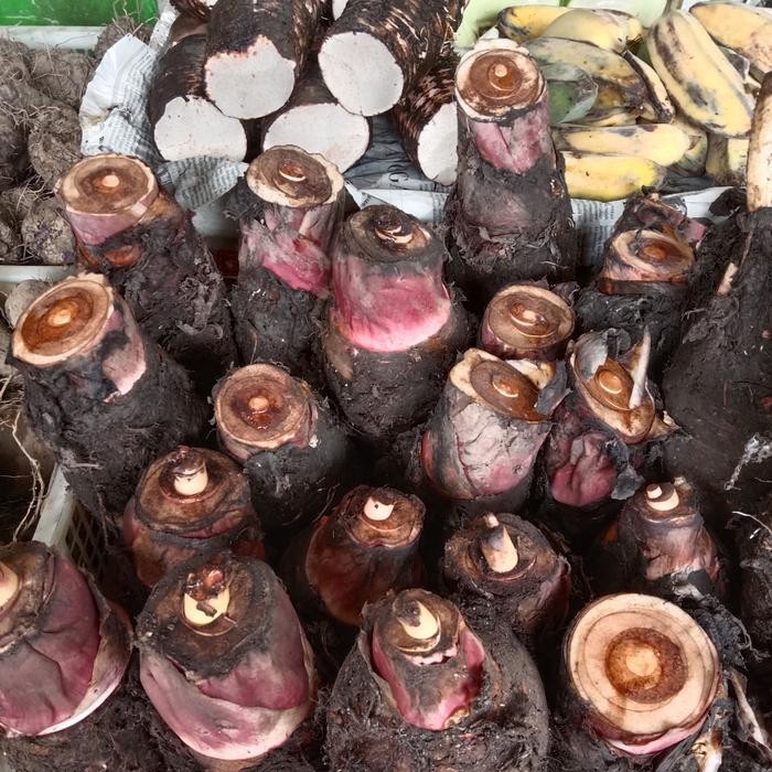 

BnyKBonusBelidiMari- UMBI KELADI / UBI TALAS / TARO / BU