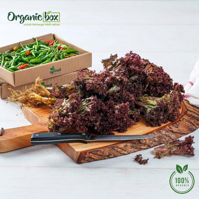 

BnyKBonusBelidiMari- LETTUCE LOLOROSA ORGANIK 250GR