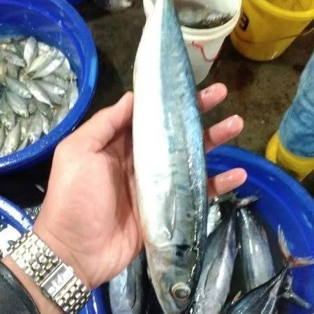 

PastiFreShNya- Ikan Salem Segar - 1 Kilogram JABODETABEK