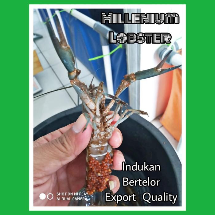 

PastiFreShNya- Lobster Air Tawar Gendong Telur