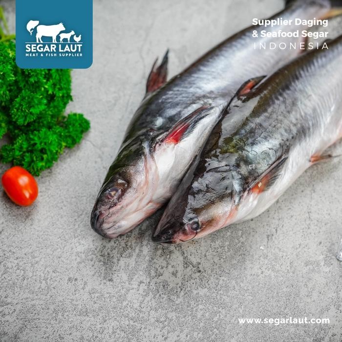 

PastiFreShNya- Ikan Patin FRESH